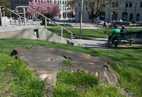 Image - Trees in Victory Square